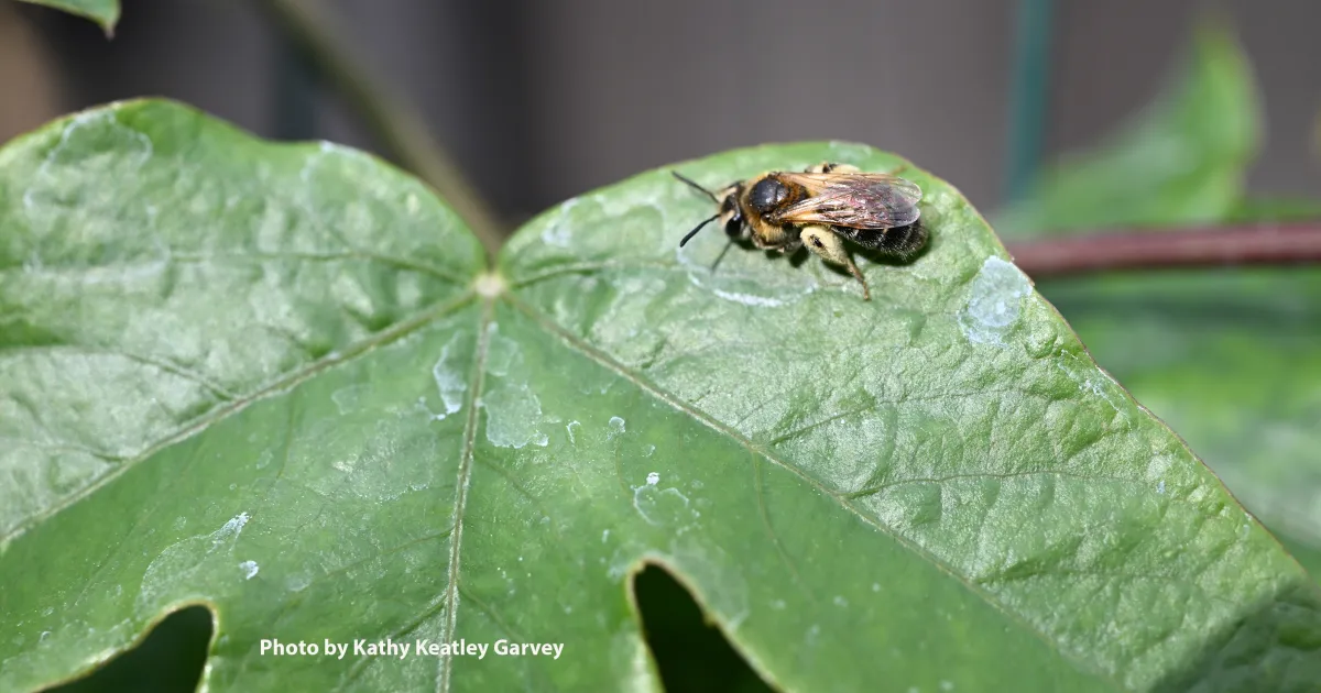 In Search of the Mining Bees | Bug Squad